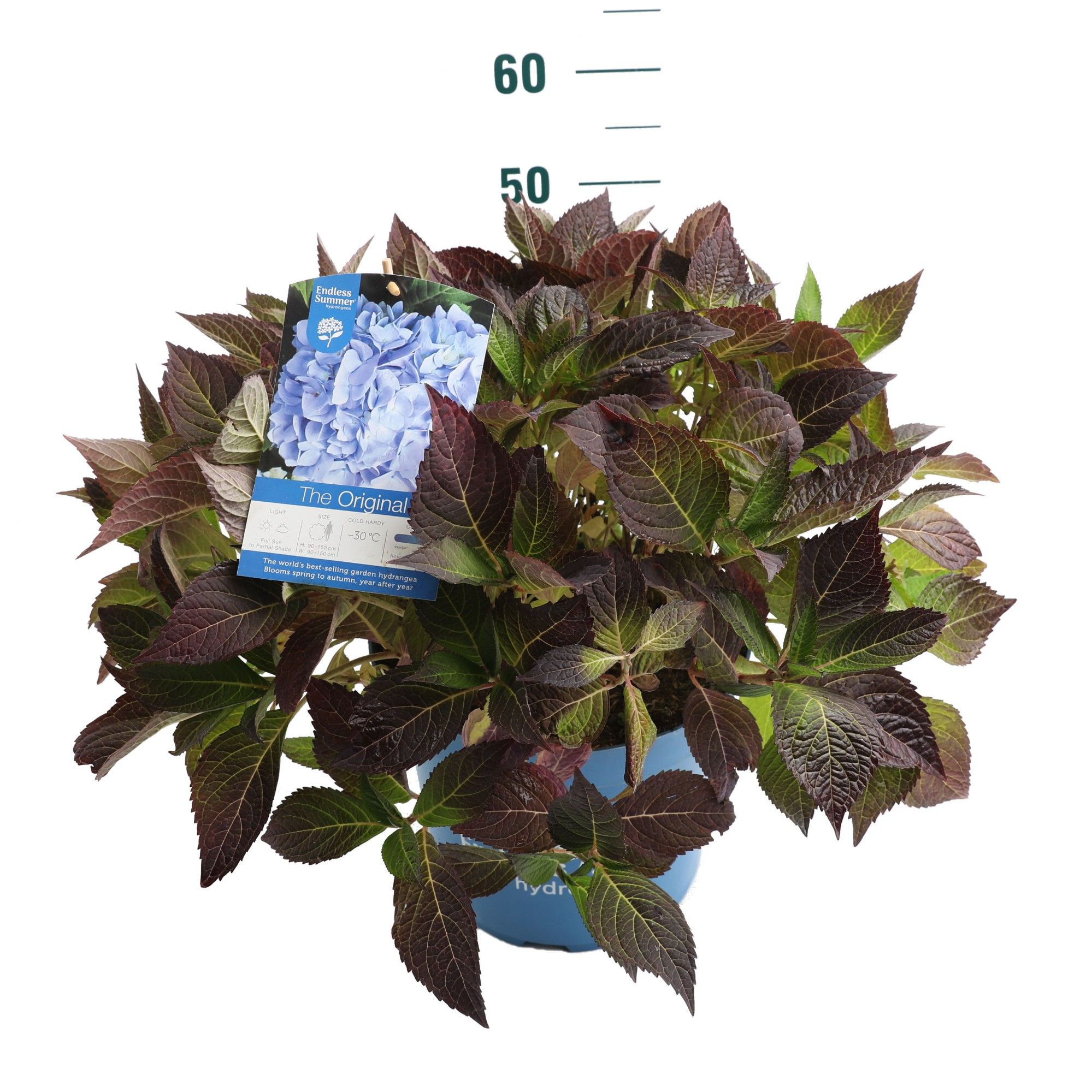 Hydrangea 'The Original Blue' - P27 - Endless Summer, D 27 cm