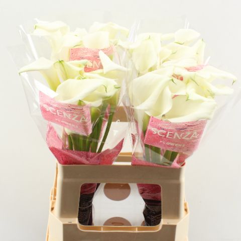 Калла Кристал Блаш 60 (бел.), шт.