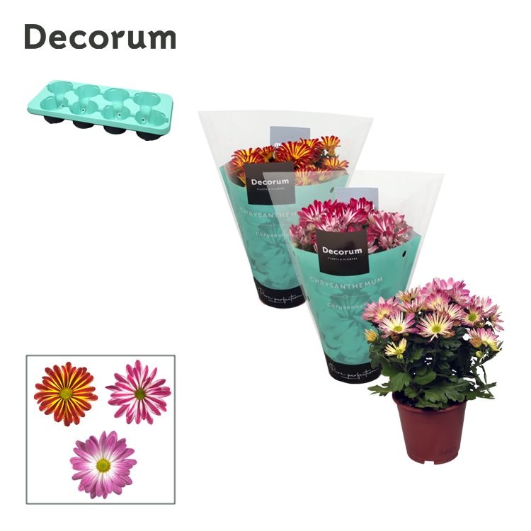 Chrysanne® Margarita Bicolor Mix, D 13 cm Chrysanne® Margarita Bicolor Mix, D 13 cm