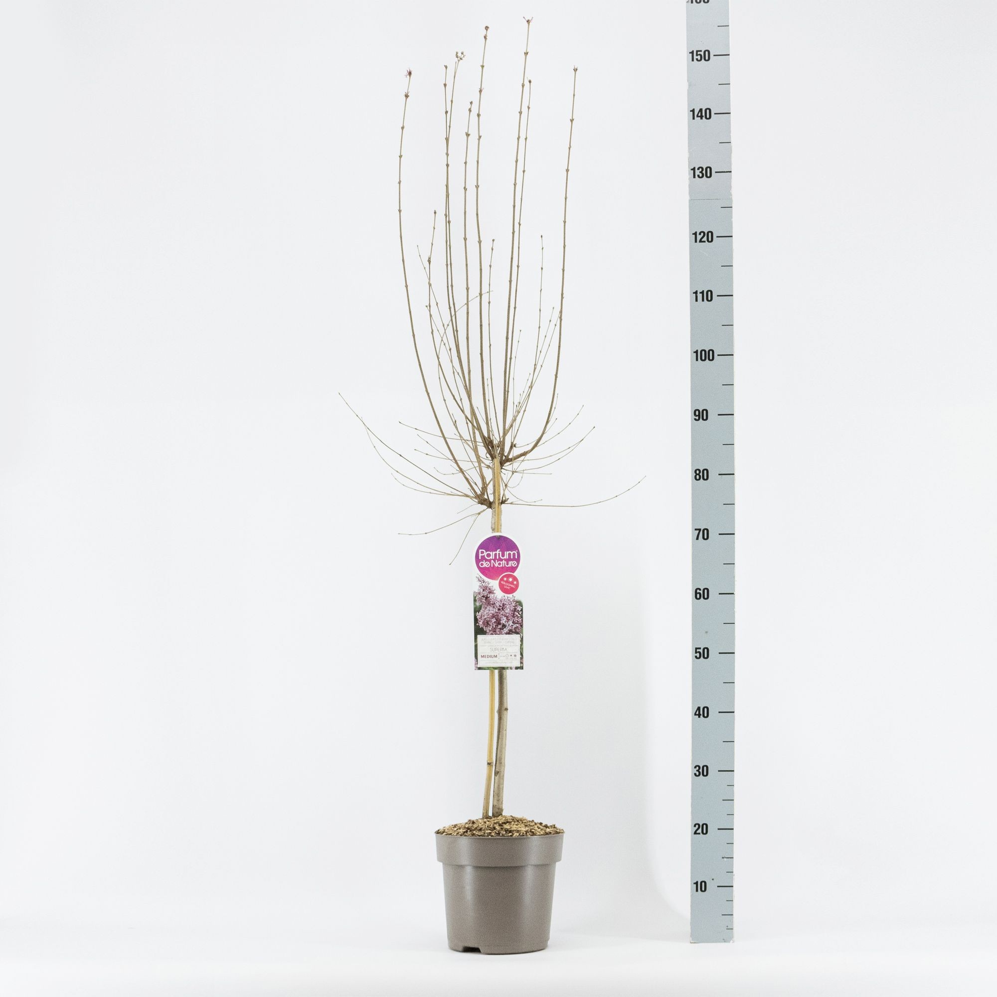 Syringa micr. Superba, stam 50, 2-jarig, C6, D 24 cm Syringa micr. Superba, stam 50, 2-jarig, C6, D 24 cm