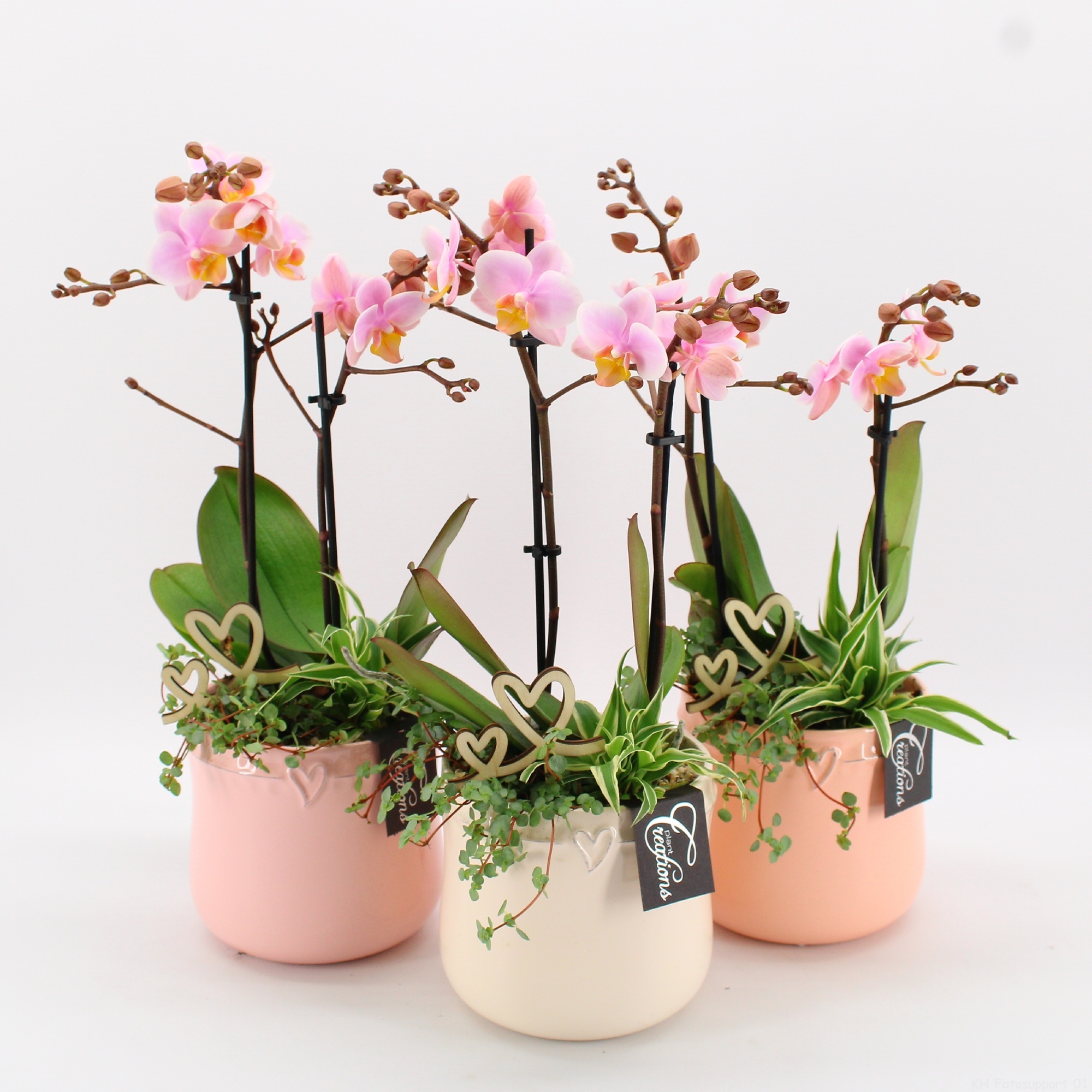 ENMD-2631 English Mother's day, D 14