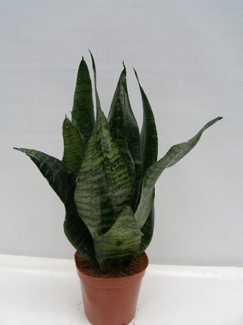 SANSEVIERIA TRIFASCIATA 'ZEYLANICA', D 12 cm SANSEVIERIA TRIFASCIATA 'ZEYLANICA', D 12 cm