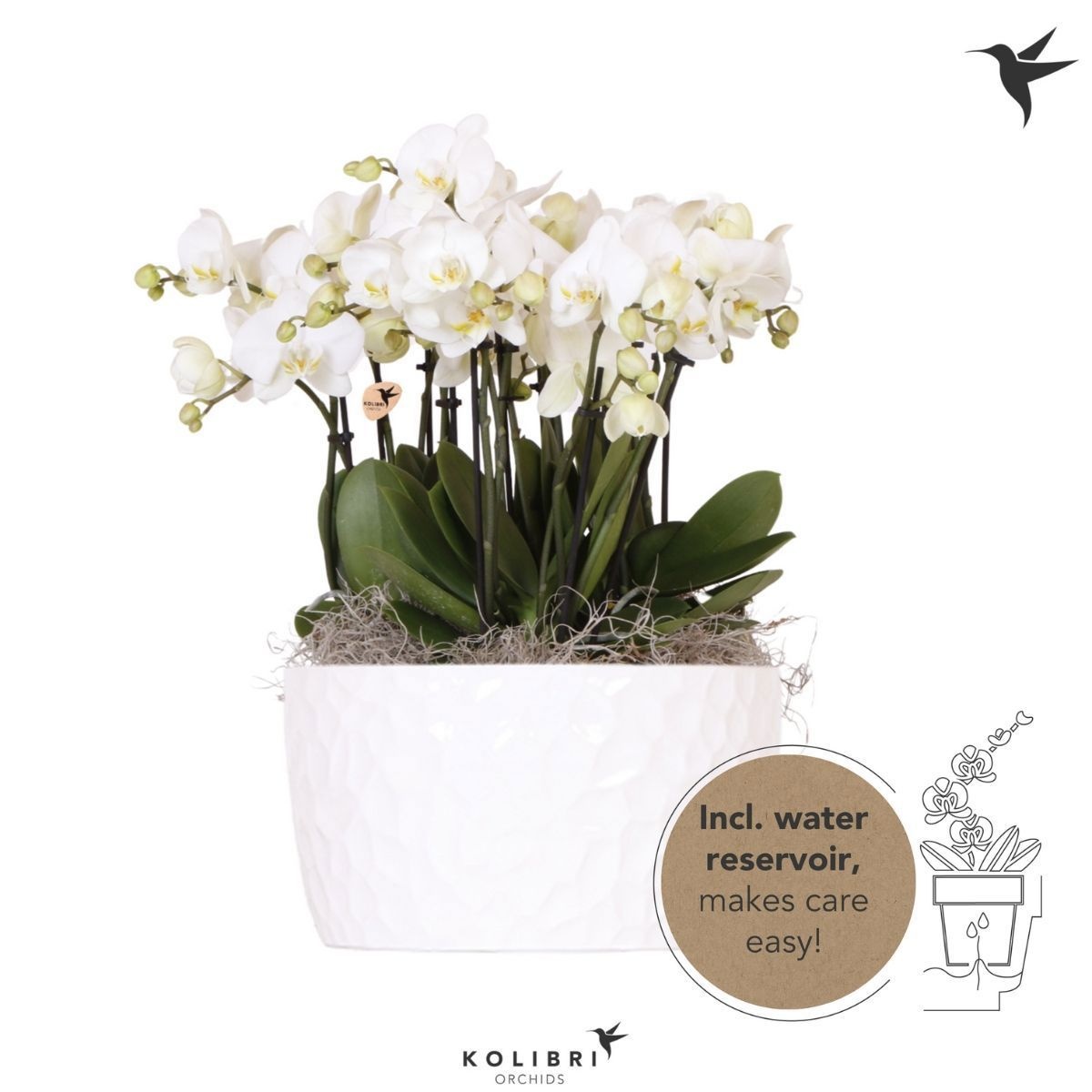 Kolibri Orchids Phalaenopsis Mono Bouquet Ghent 9 spike in Honey dish with watering system, D 28