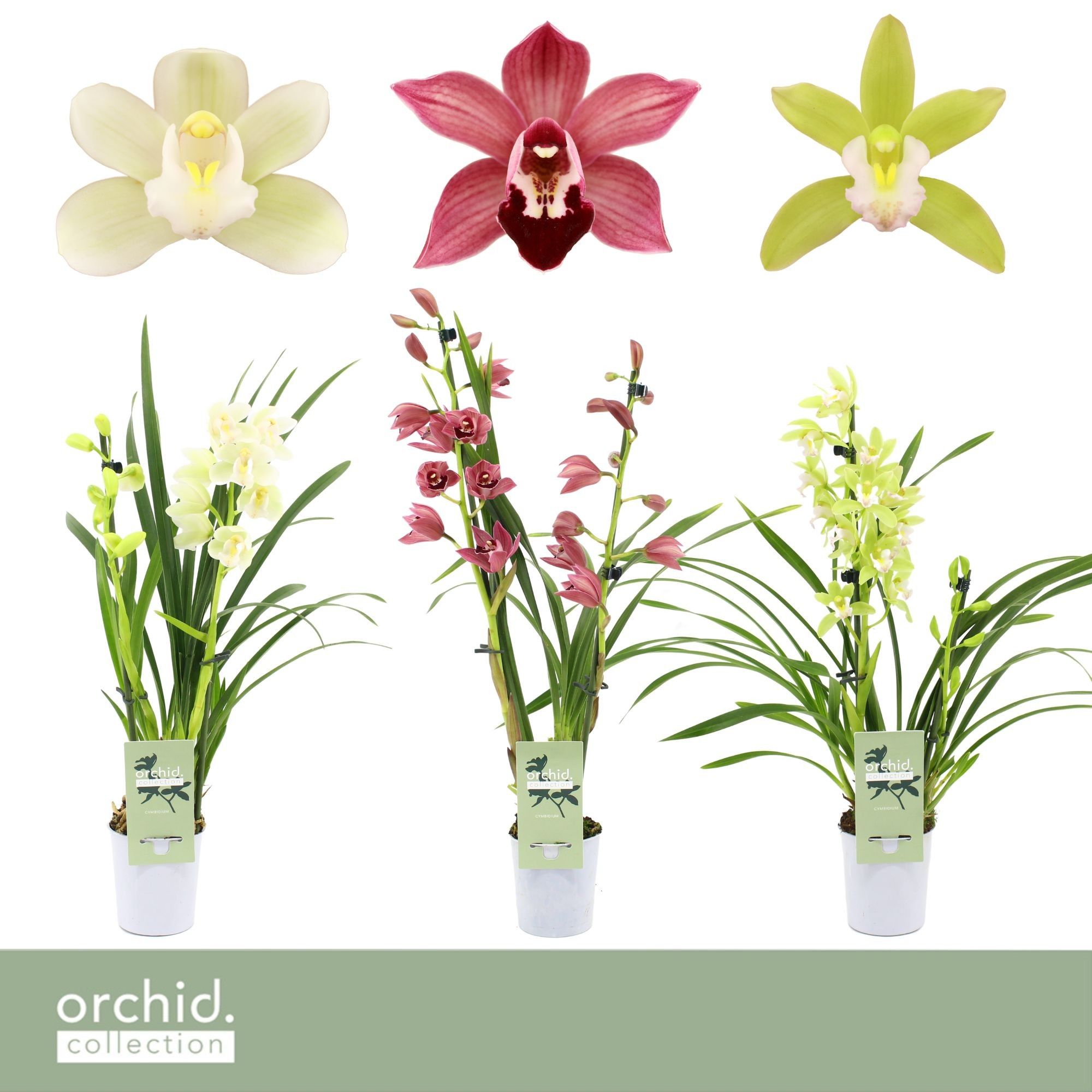 Cymbidium, Mix 2-spike 'Orchid Collection' P9, D 9