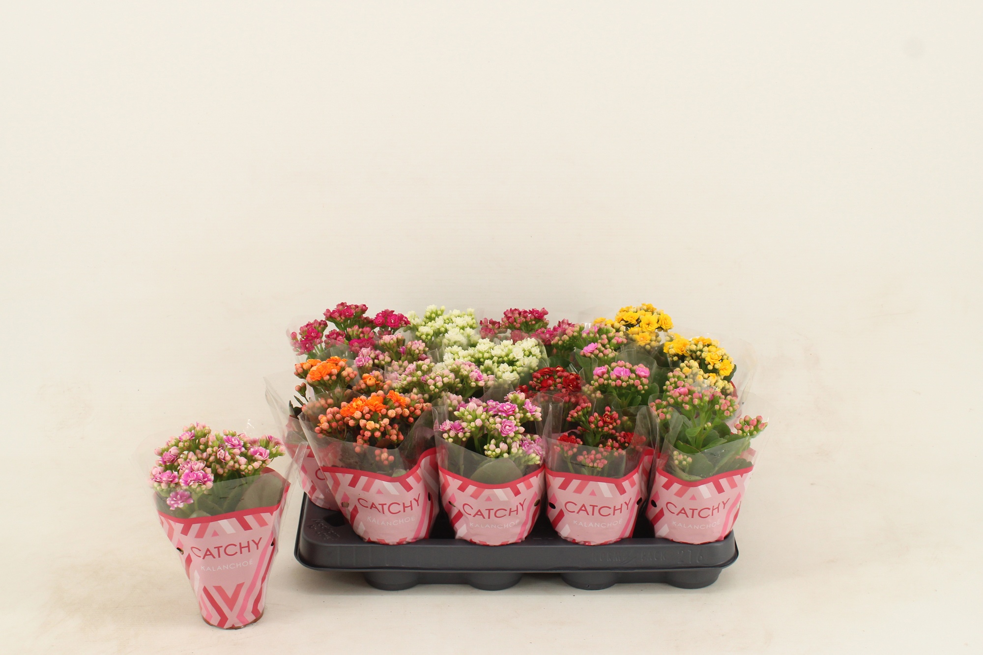 Kalanchoe Double Mix, D 8
