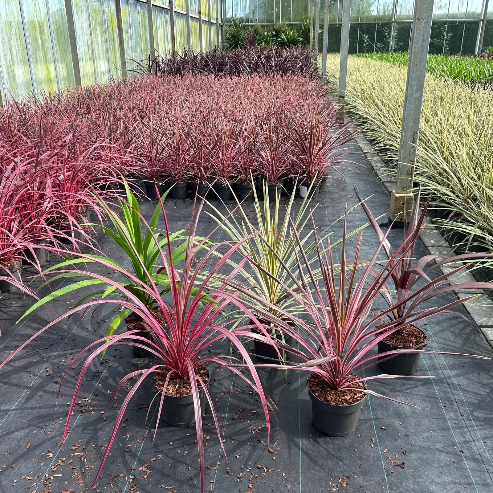 Cordyline mix, D 19 cm