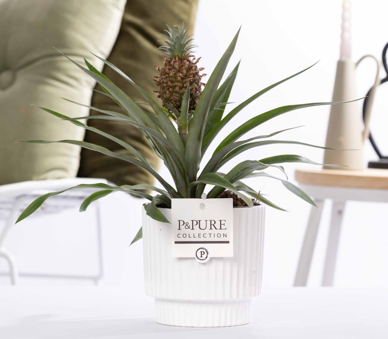 Ananas Rosita in P&PURE Ivy ceramics shiny white, D 12