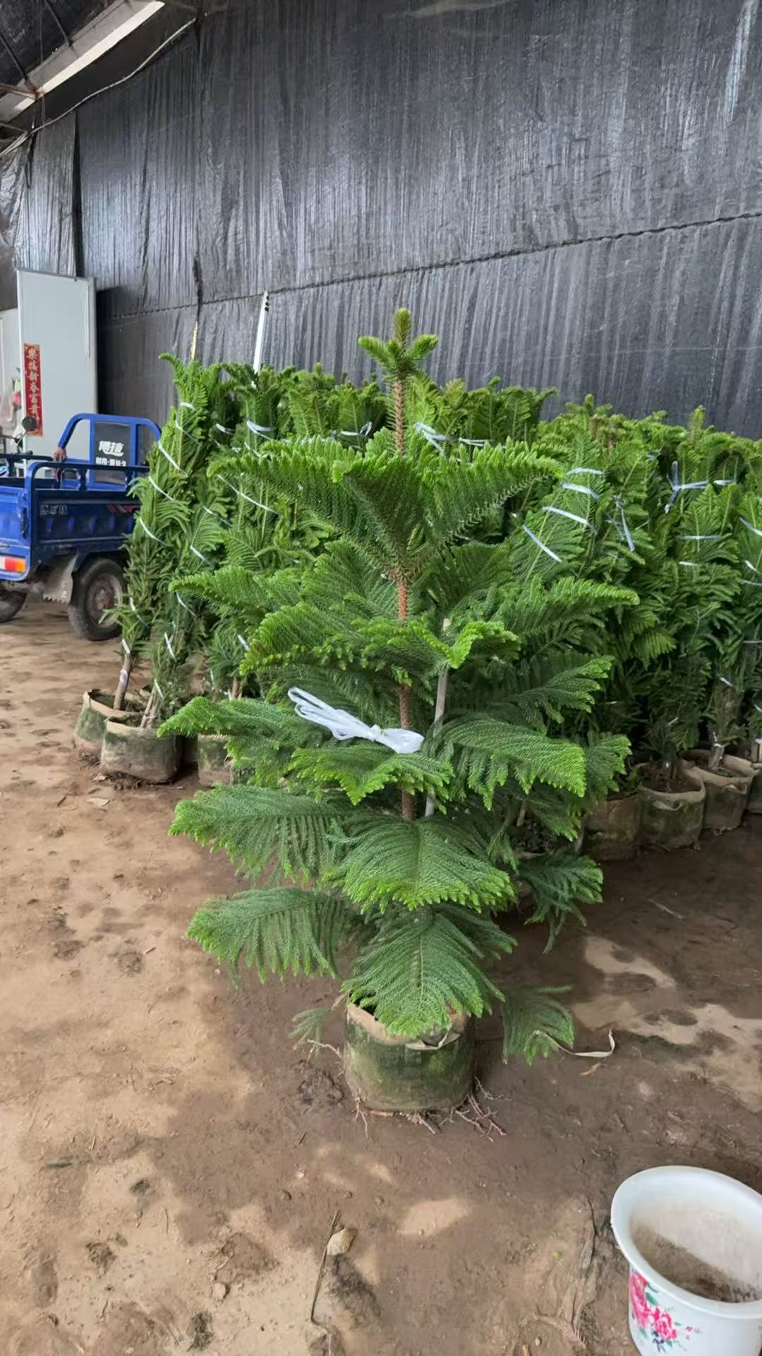 Араукариакие Саутерн Пине 32 150