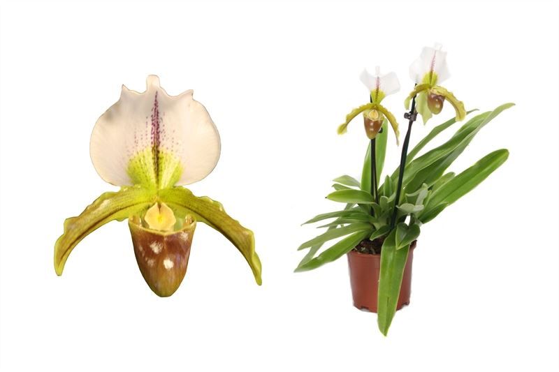 Paphiopedilum p12 leeanum 2bl, D 12