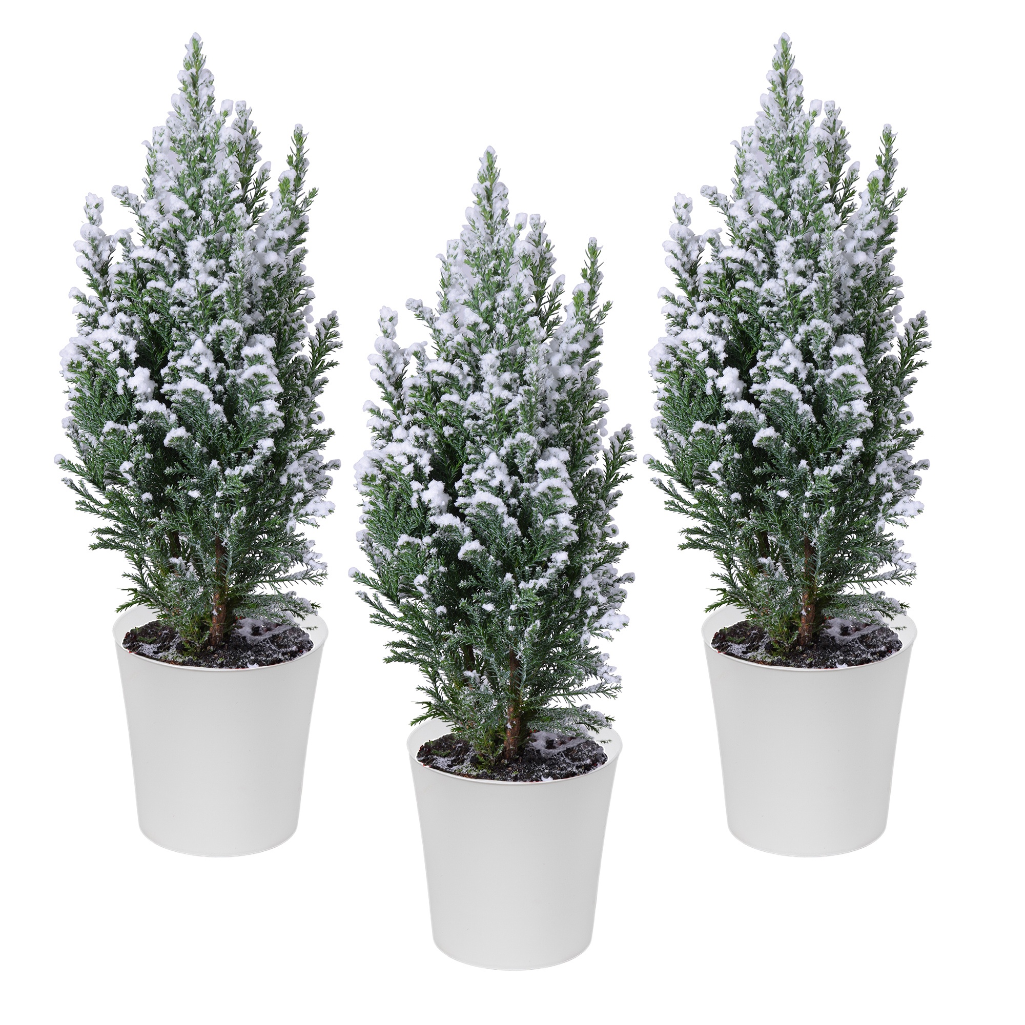 Ellwoodii - sneeuw ton sur ton, D 9