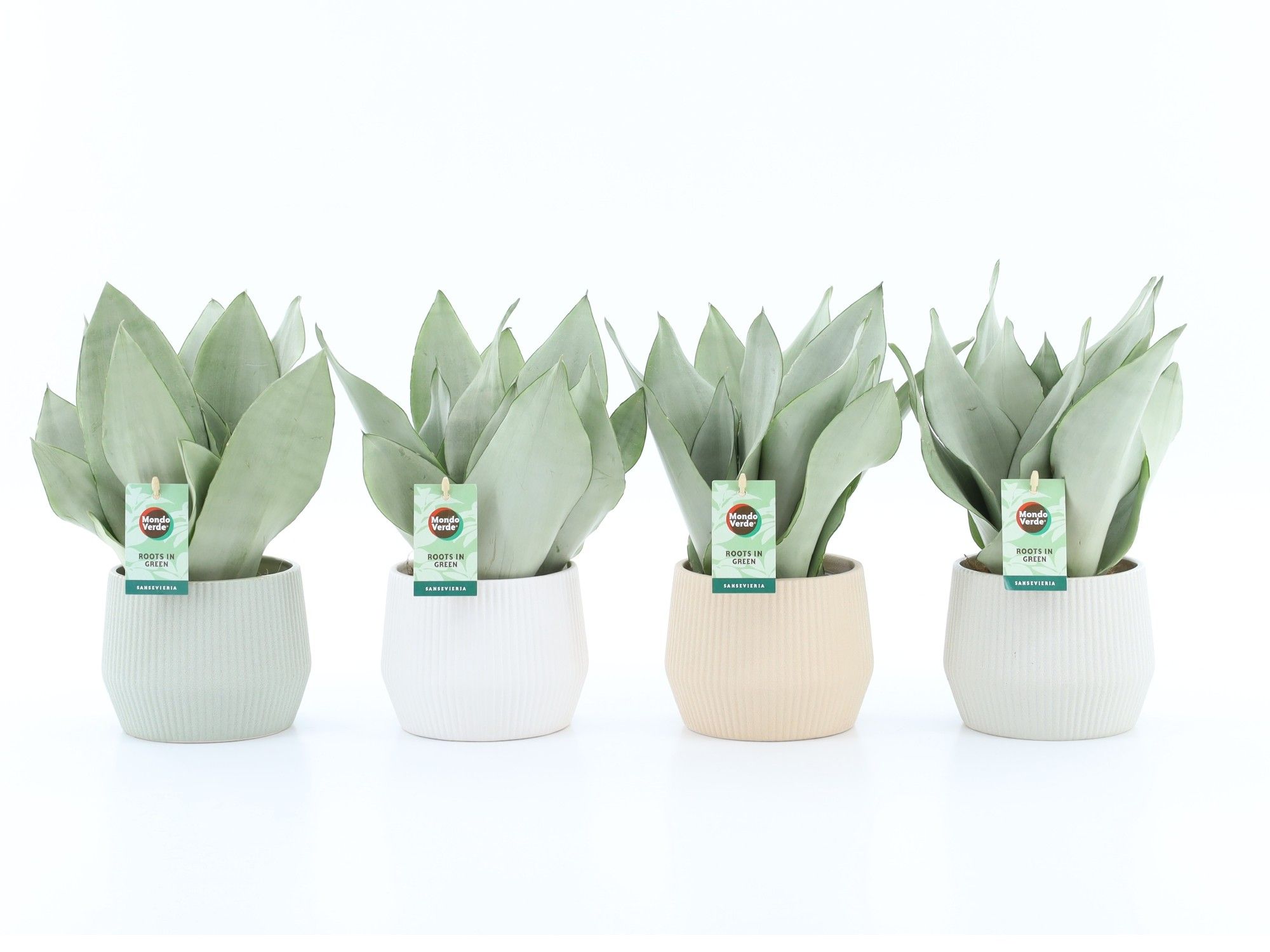 Sansevieria Moonshine in Sandy keramiek, D 15