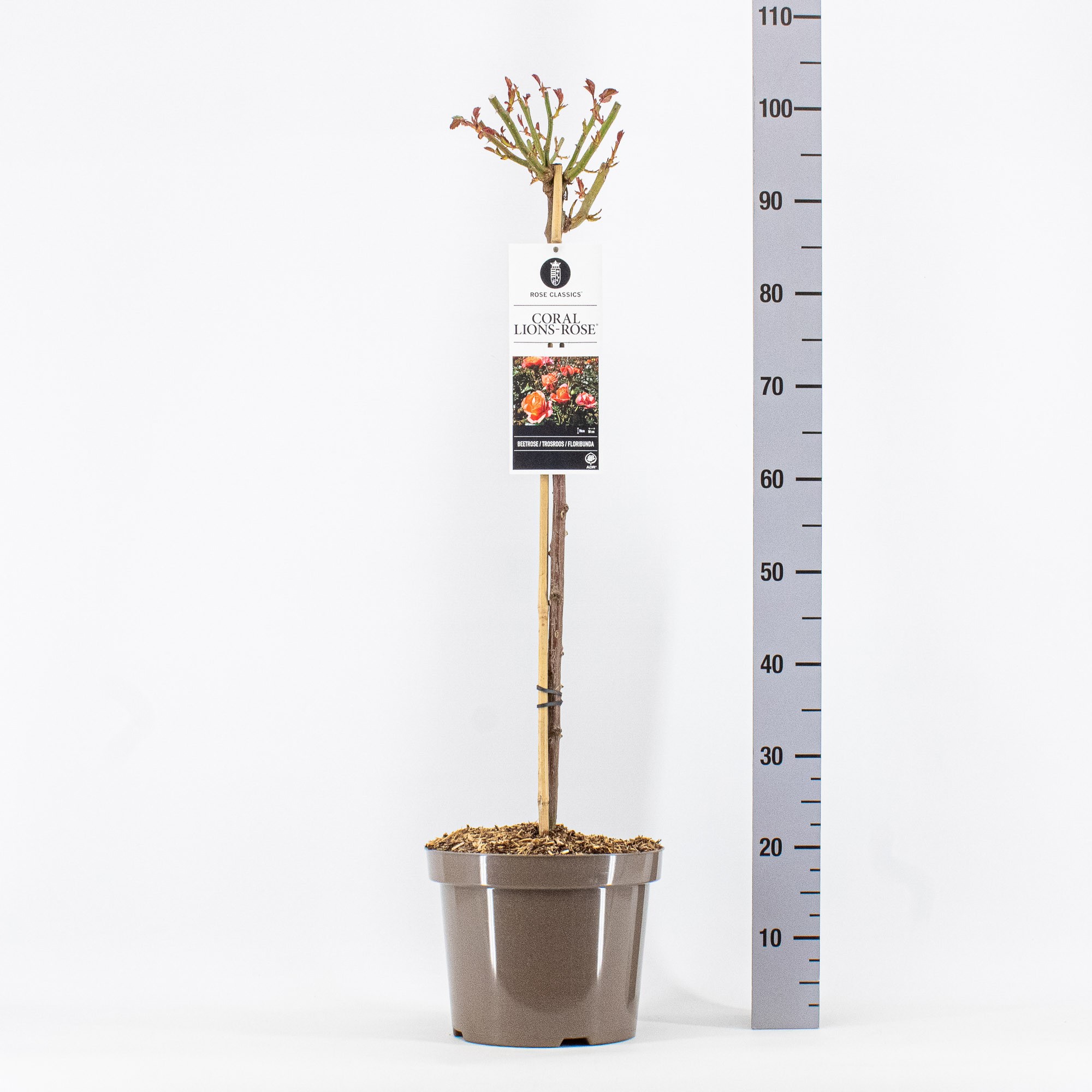 Rosa (F) Coral Lions Rose ®, stam 70, C7,5, D 26