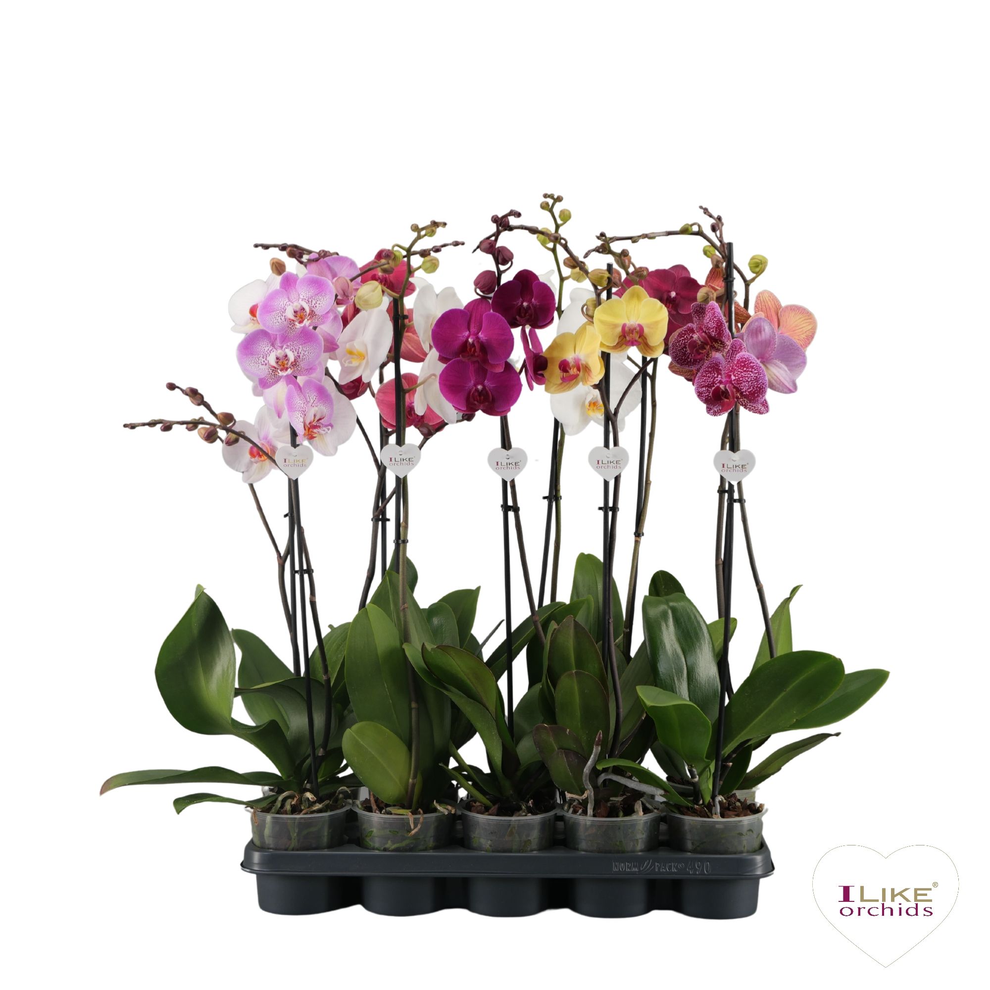 Phalaenopsis mix - 1 tak 80cm 9+/vertakt, D 12 cm