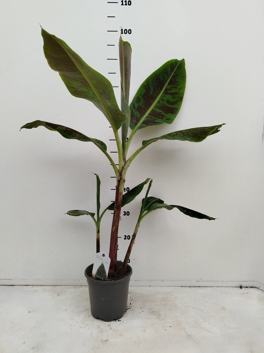 Musa Dwarf Cavendish C2, D 17