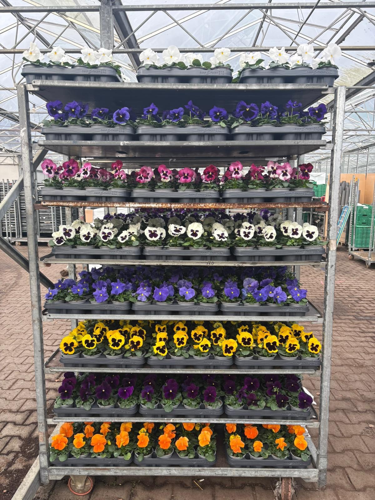 Viola F1 Mix cc, D 9