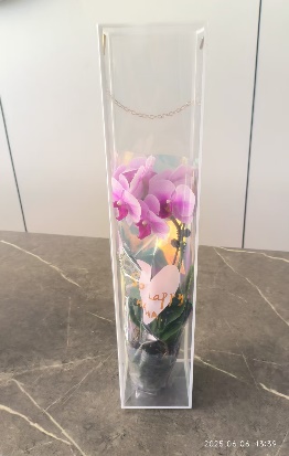 Фалаенопсис Чинесе Микс 1 п 9 40-70 9 40 (WG0769)