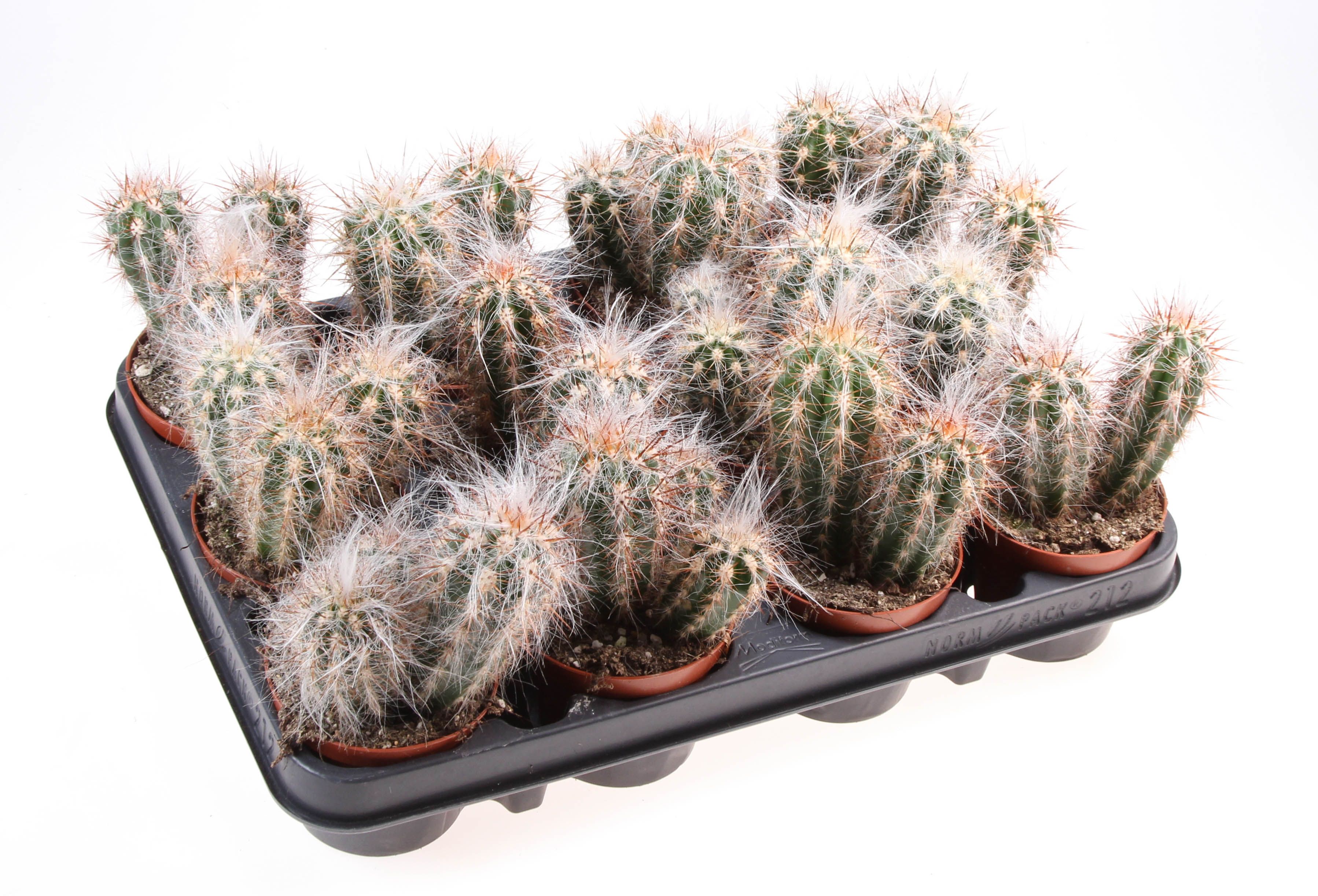 Oreocereus fosulatus, D 8,5