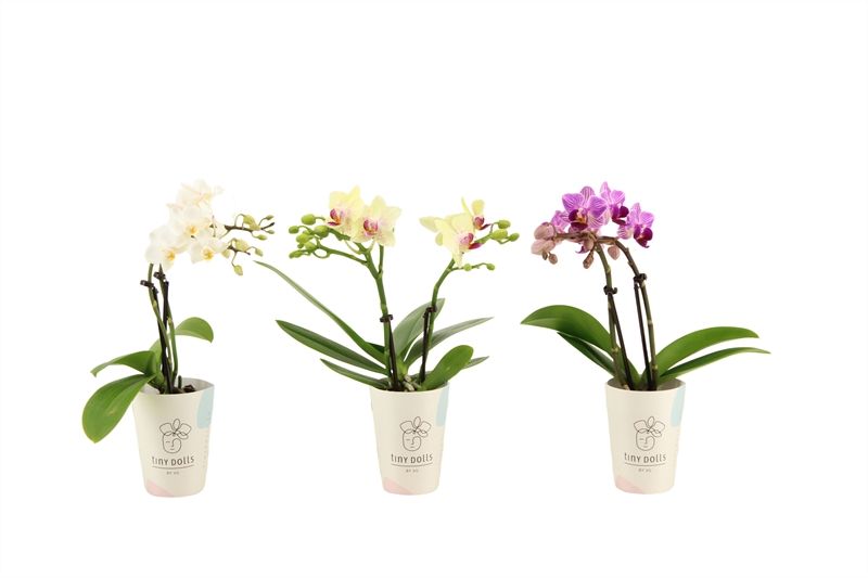 Potcover p06 Phal Tiny Dolls mix 2T10+ Aqu@, D 6