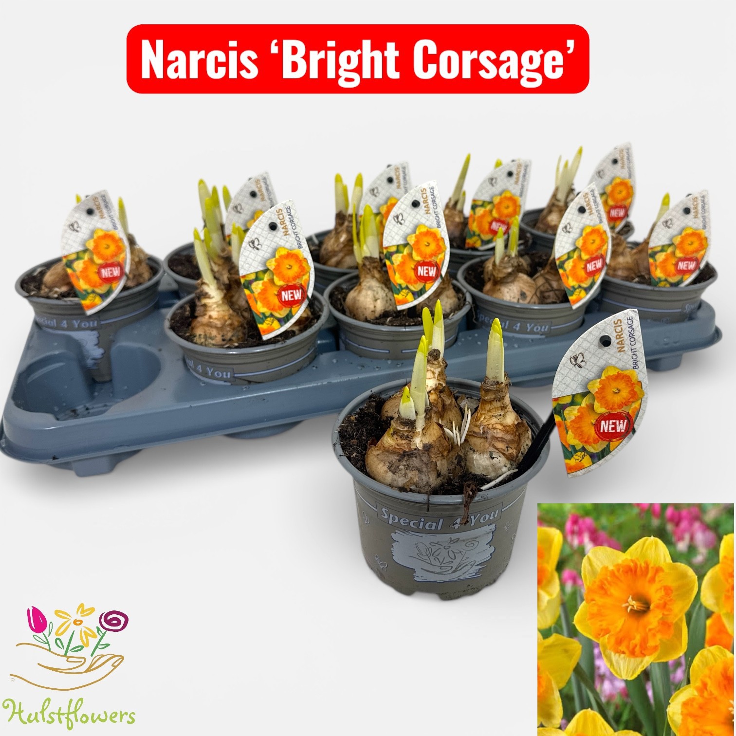 Narcis Bright Corsage, D 12