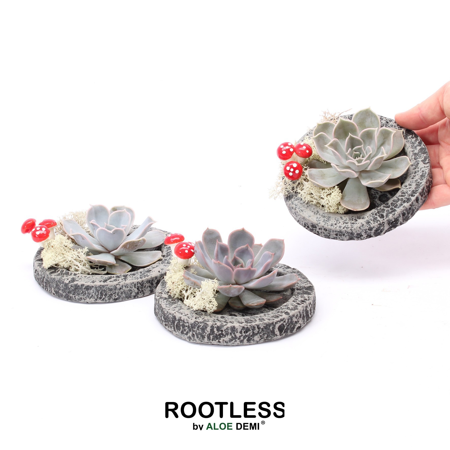 ROOTLESS Echeveria, Koala MINI Autumn bowl, D 12 cm
