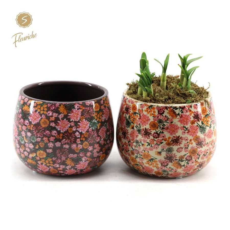 (3603) Narcissus Late Fashion [L] 3PP Mos, D 15 cm