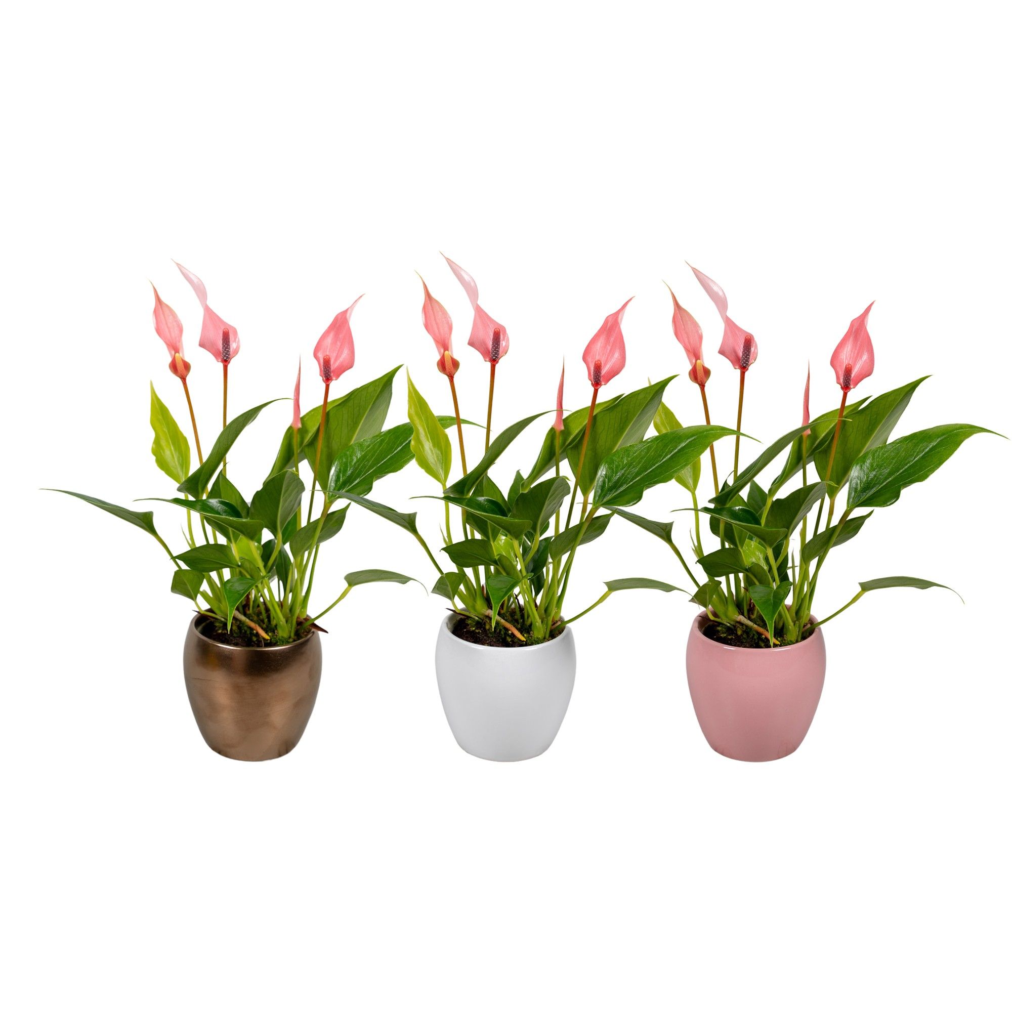 Anthurium 7 cm Lilli in Lisa Keramiek, D 8