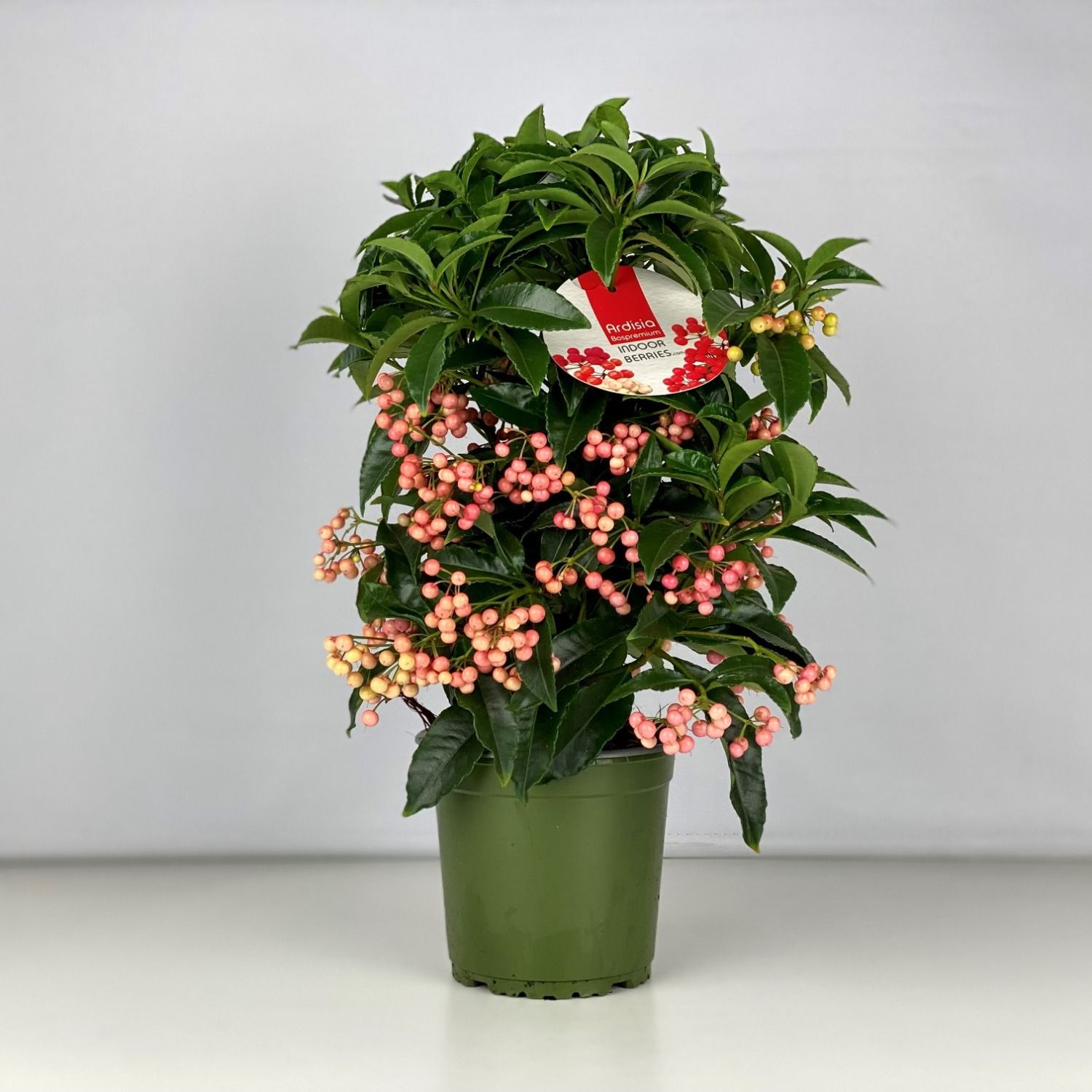 Ardisia crenata Bospremium Pink, D 14 cm