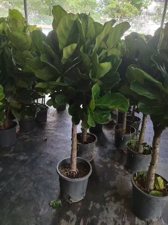 Фикус пандурата Ханке 28 120