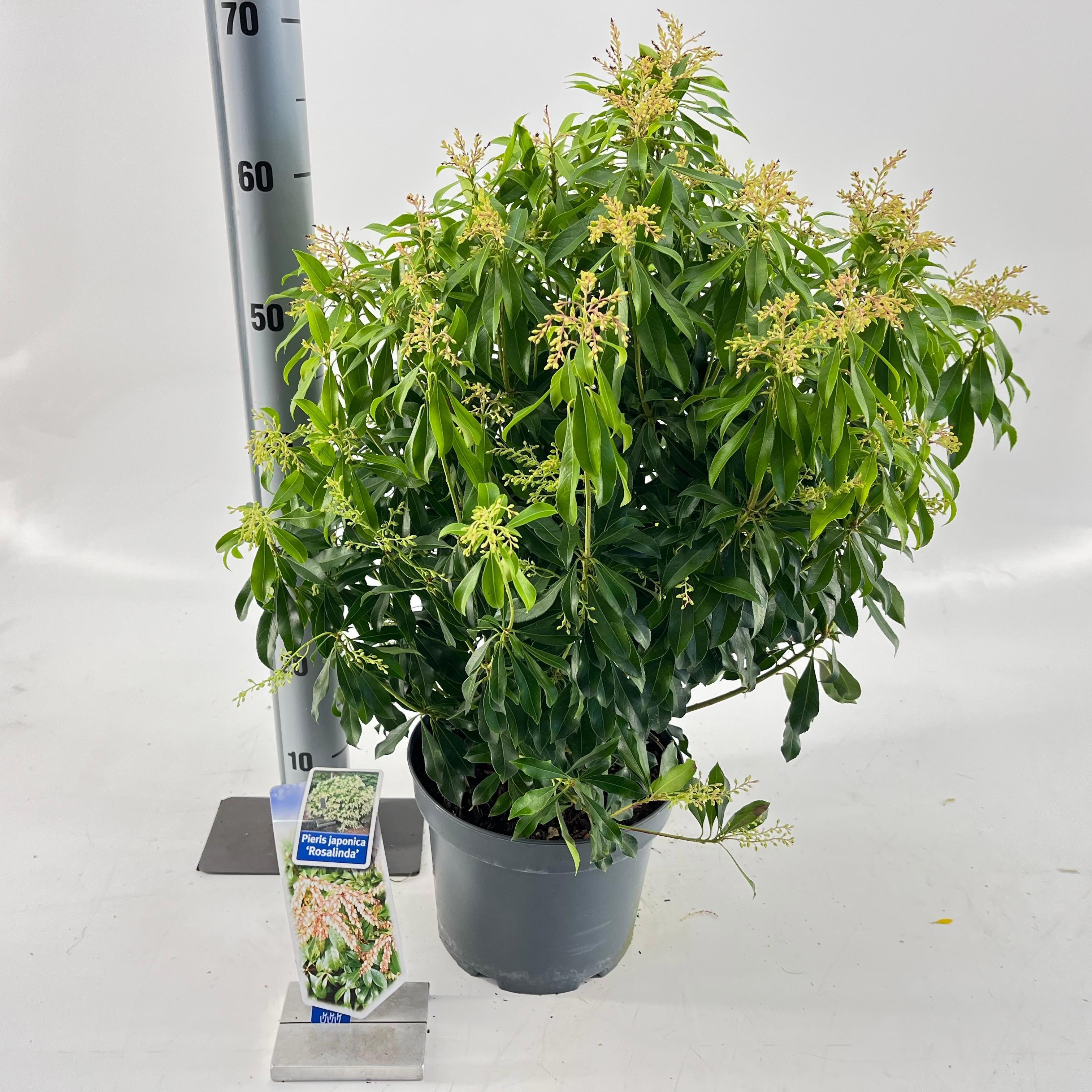 Pieris jap. 'Rosalinda', D 23