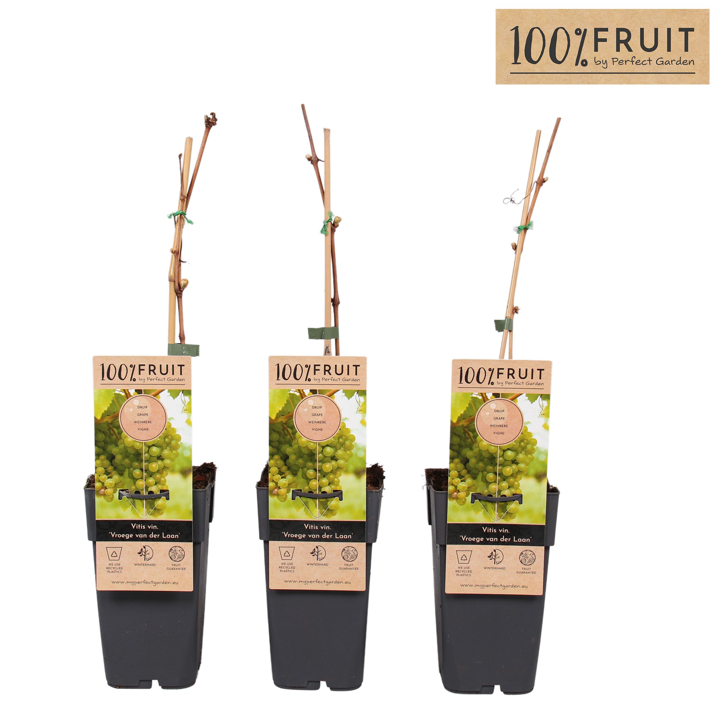 Vitis Vroege van der Laan P15, D 15