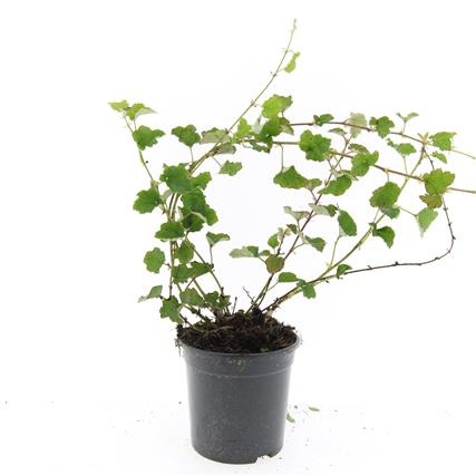 Rubus 'Betty Ashburner', D 14 cm
