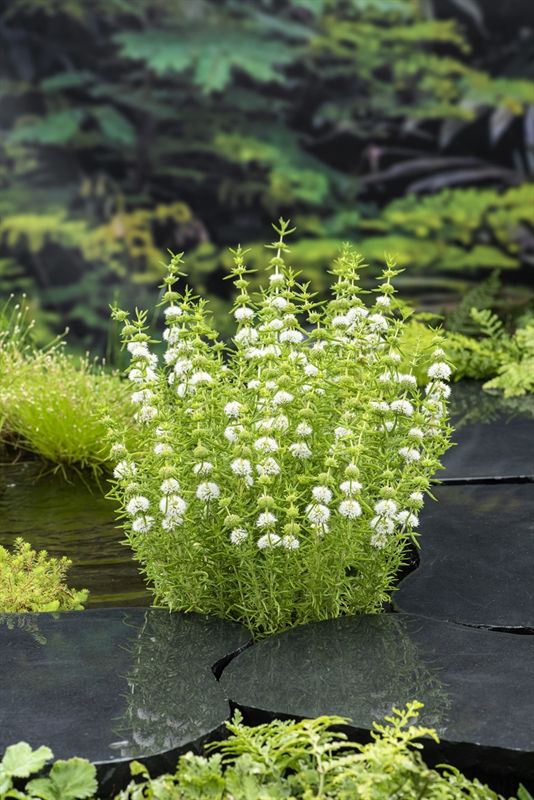 Preslia cervina 'Alba' (18x18), D 18