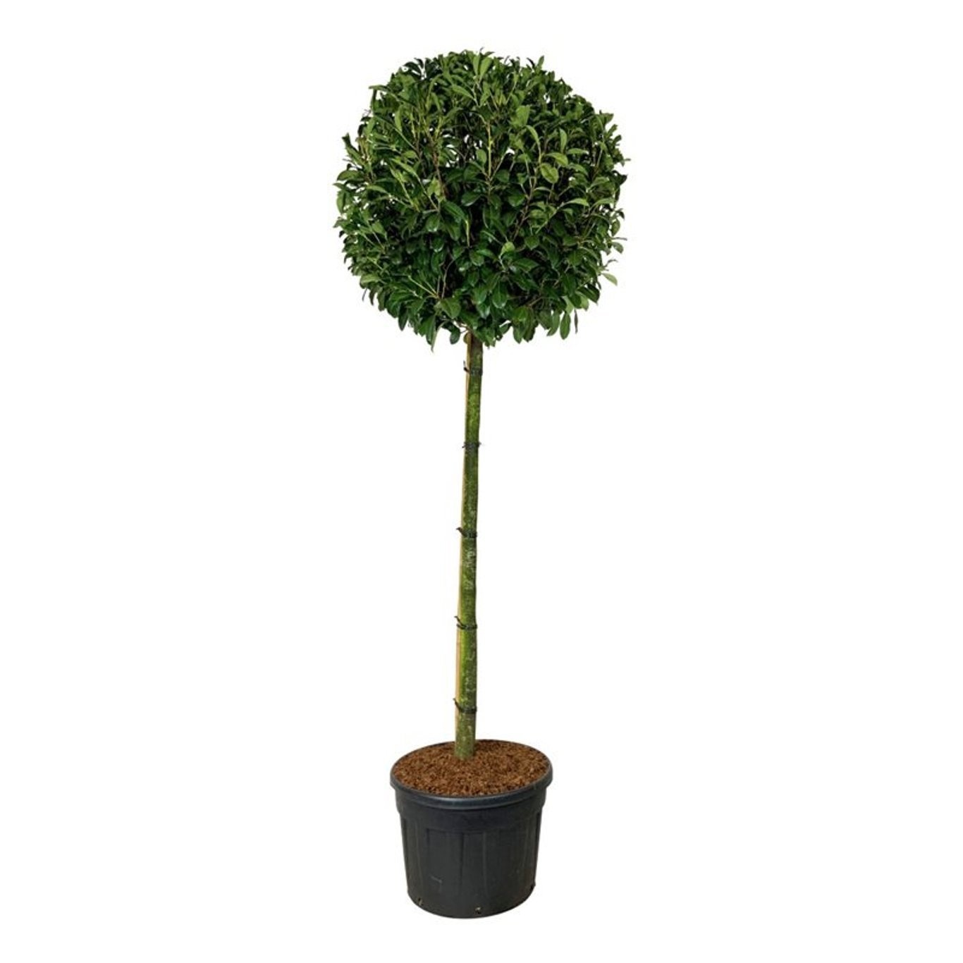 Prunus laur. 'Novita', D 70