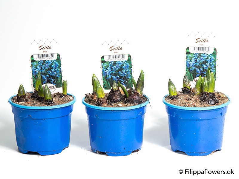 SCILLA SIBERICA, D 9