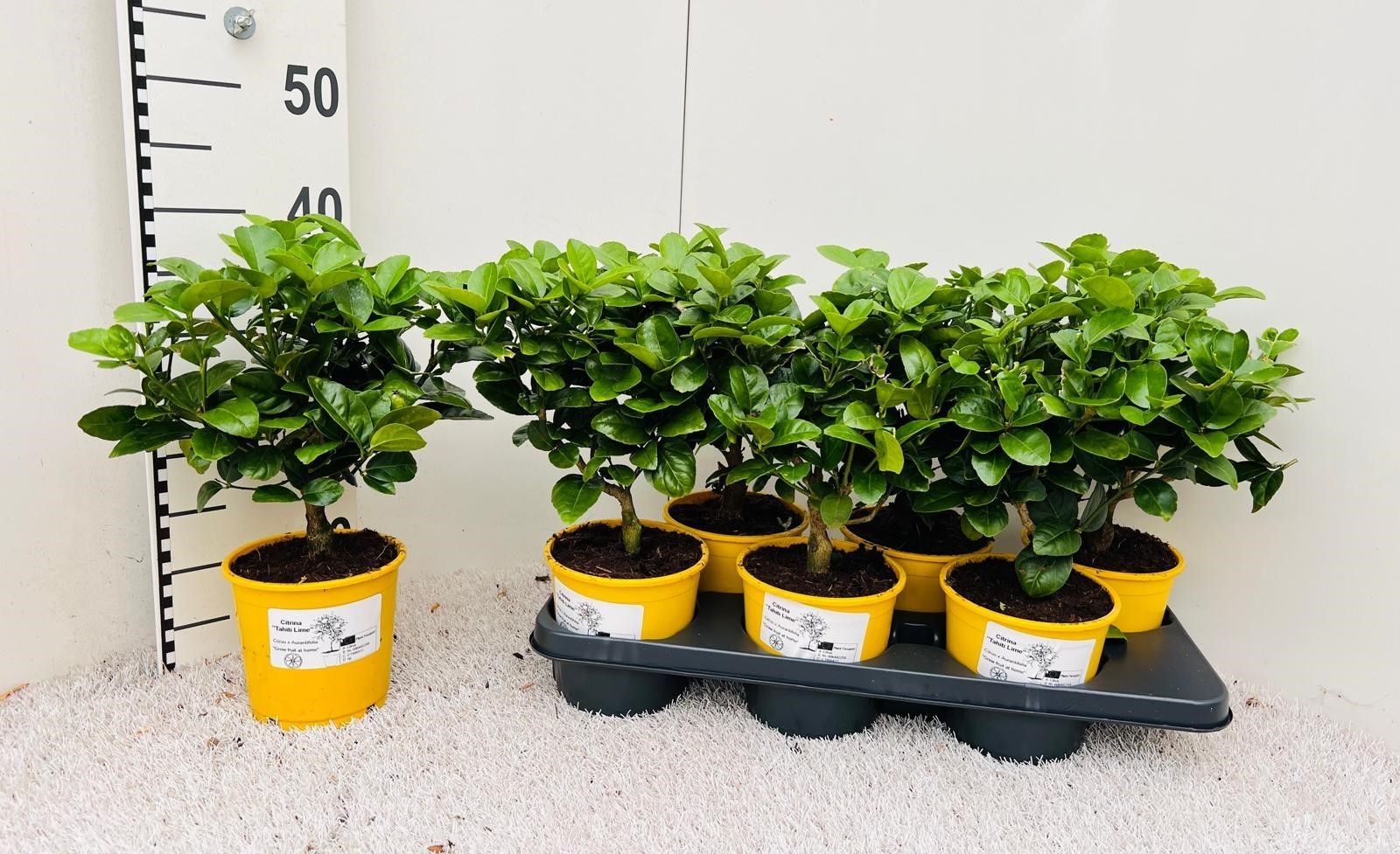 Citrus aurantiifolia Lime medi-stem, D 14