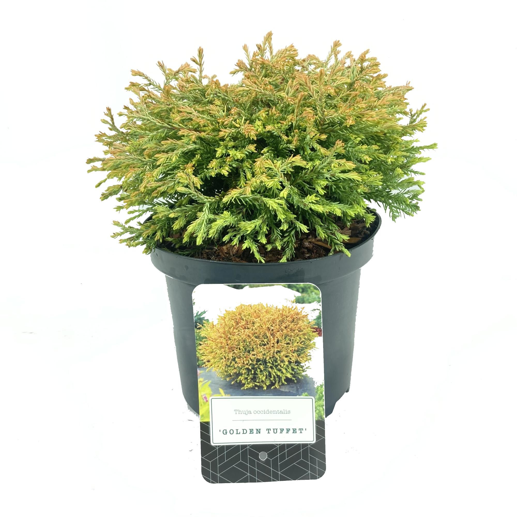 Thuja occidentalis 'Golden Tuffet', D 18 cm Thuja occidentalis 'Golden Tuffet', D 18 cm