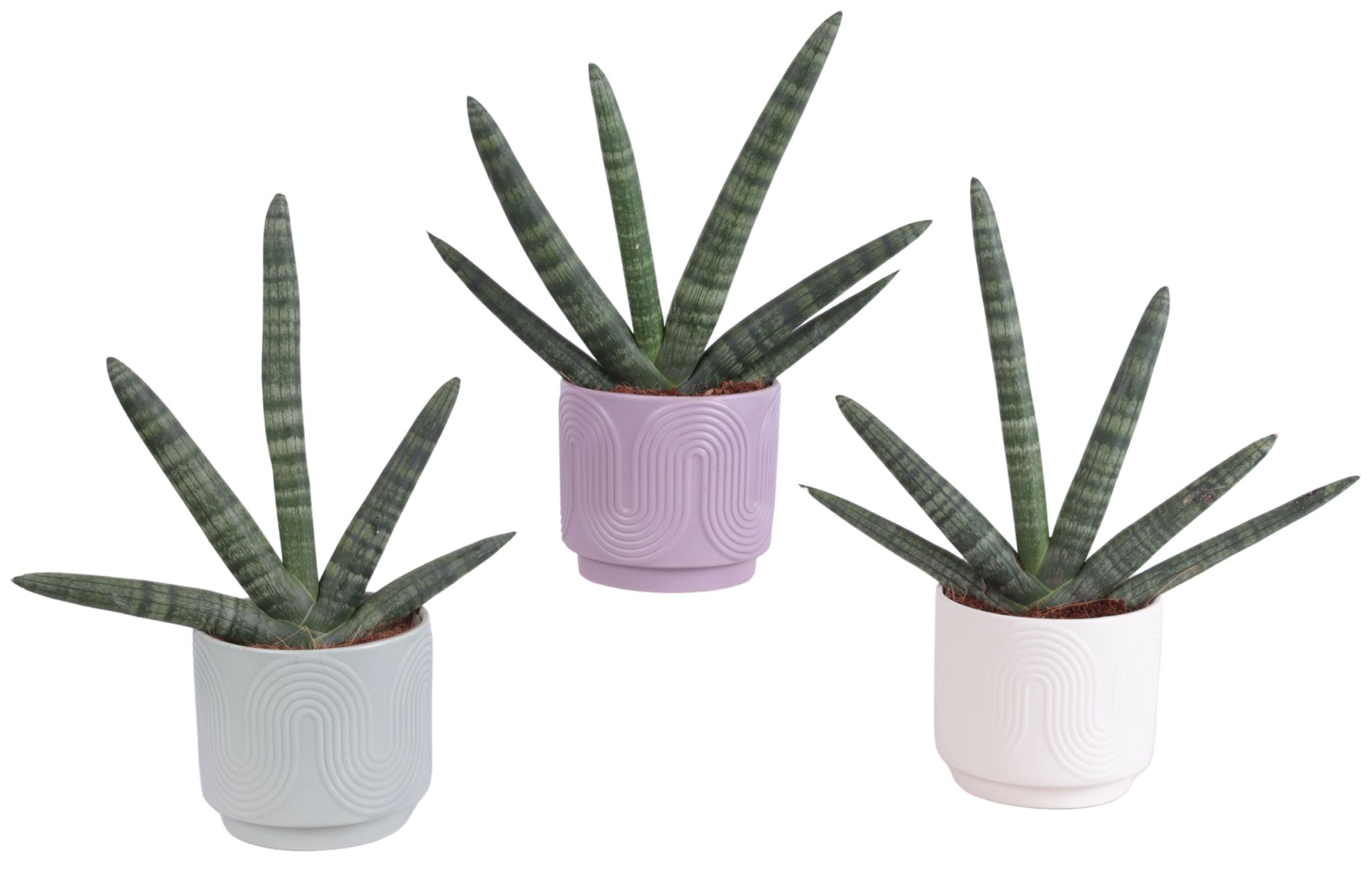 Sansevieria Cylindrica Handshake in Ø14cm Ceramic SE571, D 14