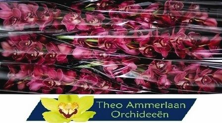 Цимбидиум Ферр-Ари x6 80, шт.