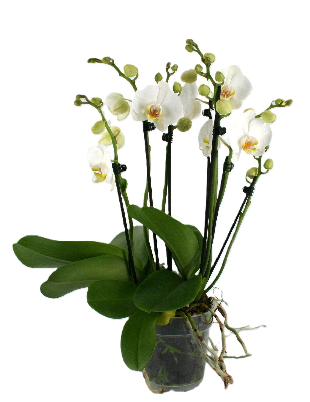 Phal. 5+ Tak 'weiß' 12 cm 'Two of Us', D 12 cm