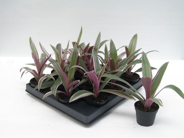 TRADESCANTIA SPATHACEA, D 6