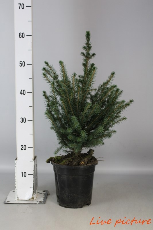 Picea omorika 60-80, D 19 cm