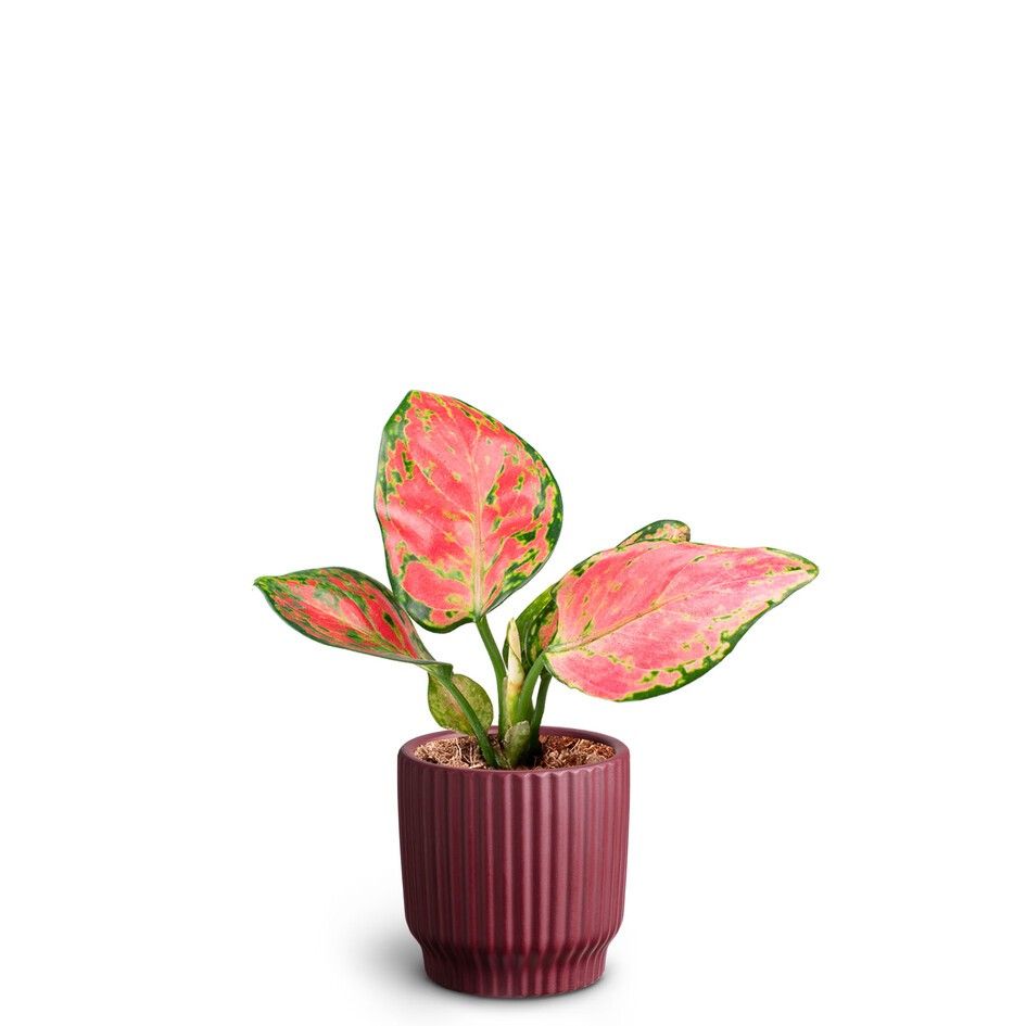 Nordic Aubergine, Aglaonema Pinky Promise, D 7