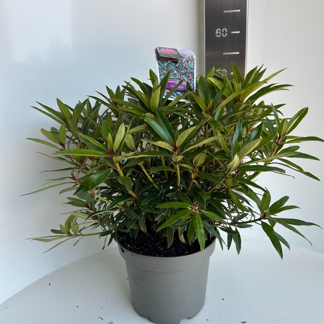 Rhododendron Graziella, D 23
