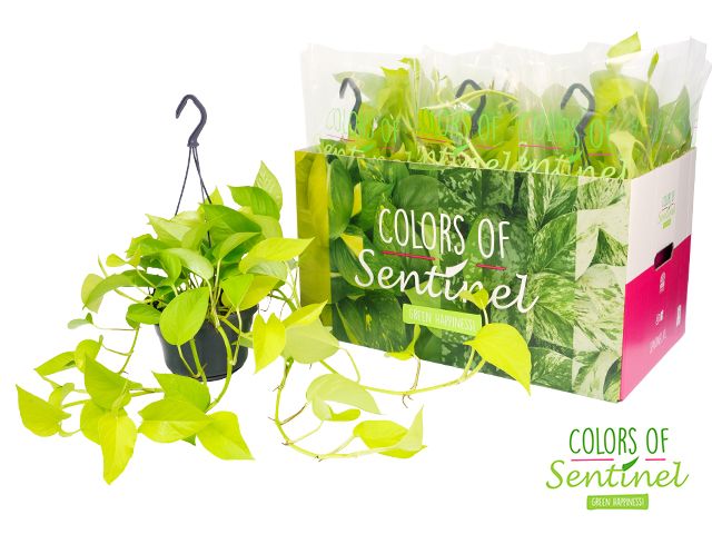 Epipremnum Pinnatum Golden Pothos - Hangpot, D 15