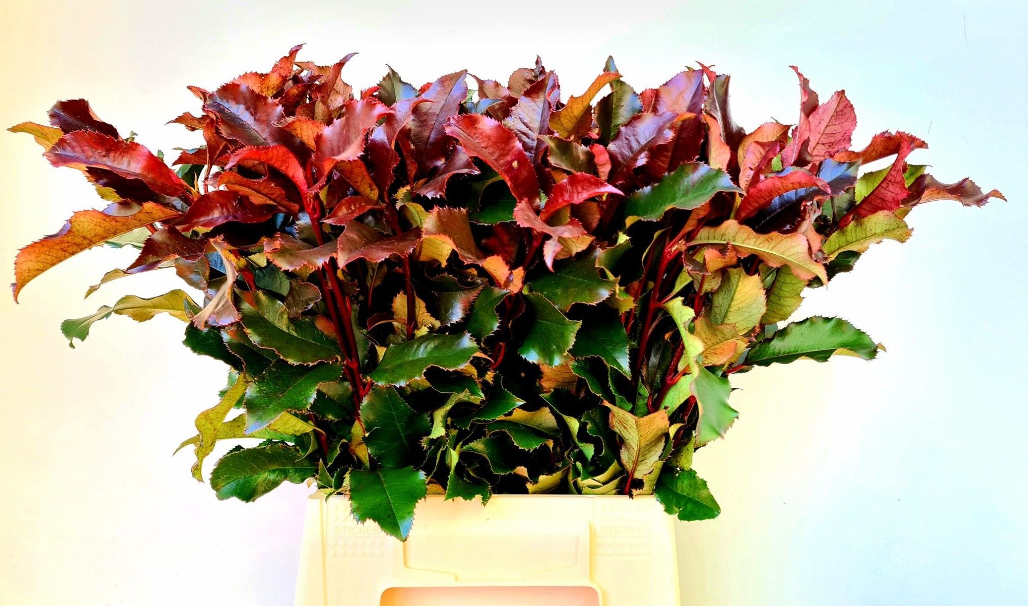 Фотиния Мэджикал Вулкано 50, шт.