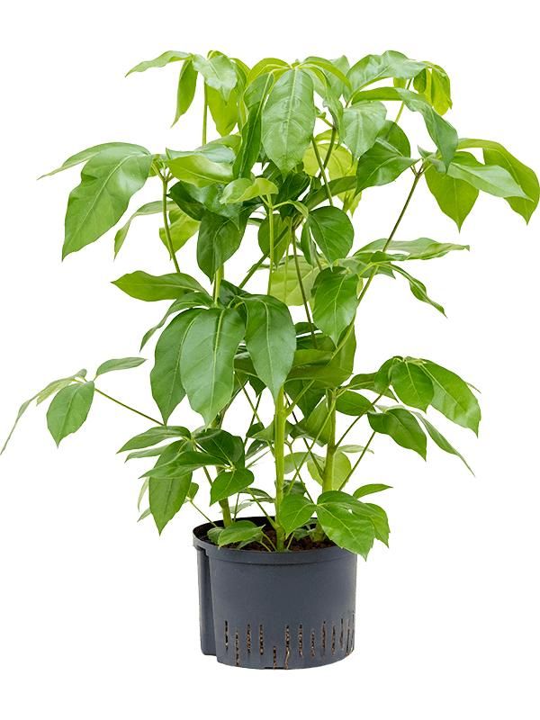 Schefflera actinophylla 'Amate', D 28