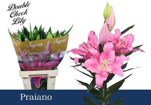 Лилия Прайяно 100, шт.