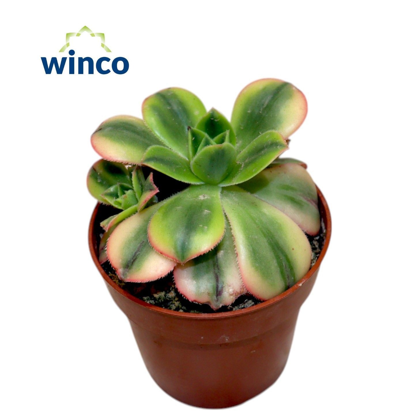 Aeonium Starburst, D 8,5