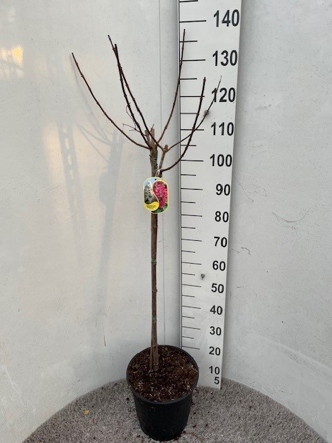 Hydrangea pan. Magical Fire 70-80 stam P28 C10, D 28