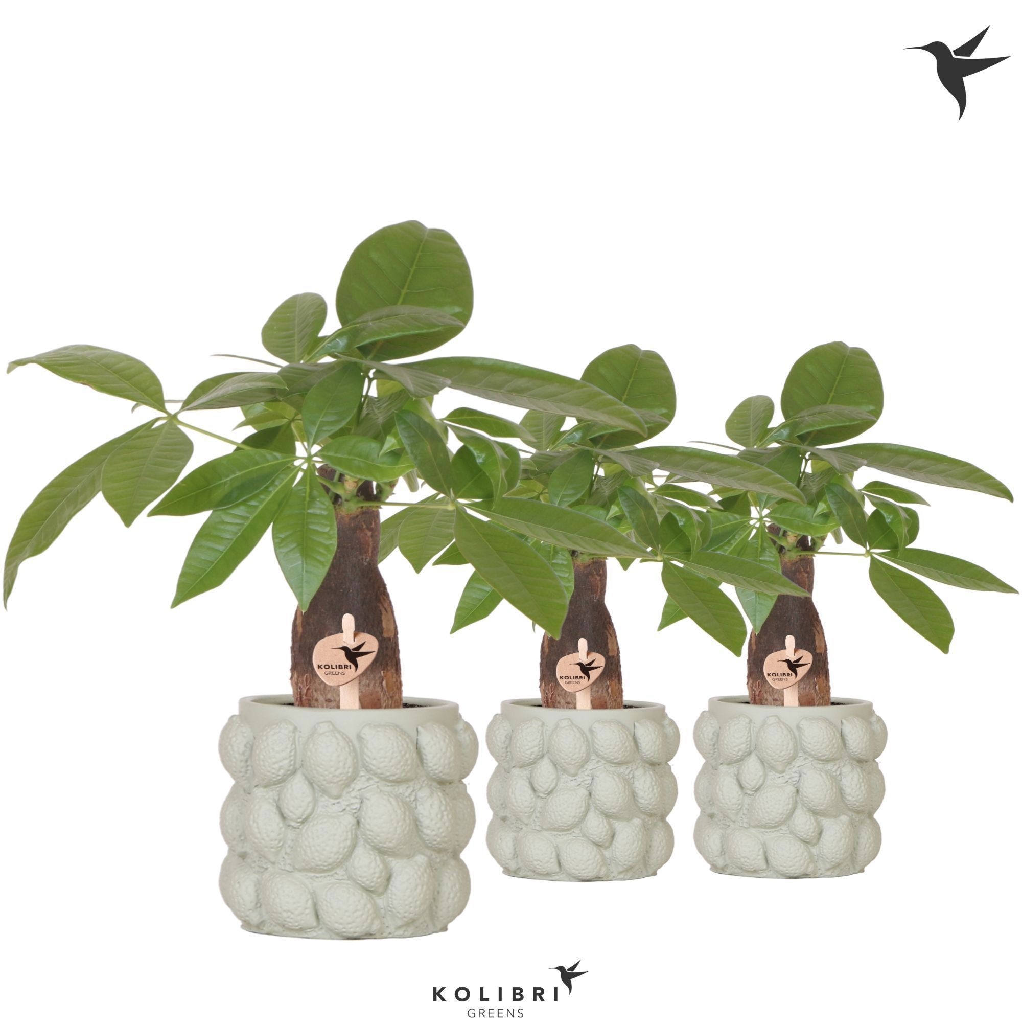 Kolibri Greens Pachira in Citrus pot green, D 9